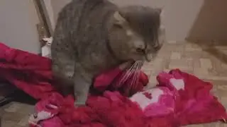 Дрочит кот . Секс с пледом