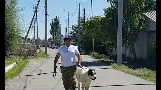 Вес, рост, обьем груди, обьем головы и морды моего щенка среднеазиатской овчарки Сакара в 7 месяцев