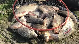 Crucian carp on a feeder in spring. Training before competitions.