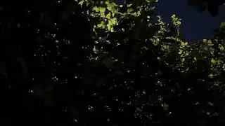 Сверчки Цикады для сна