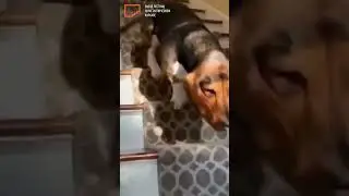 Удобная лестница