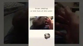 カワウソさくら そこで寝ないでと注意したら反撃された！！ Otter sleeping on the foot of the owner
