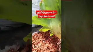 อย่าใช้ขุยมะพร้าวปลูกสับปะรดสี #ไม้จัดสวน #garden #สวน #ไม้ประดับ #ไม้มงคล #สับปะรดสี #plants