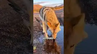 The roadrunner: the fastest bird in the desert 🏜️⚡ 
