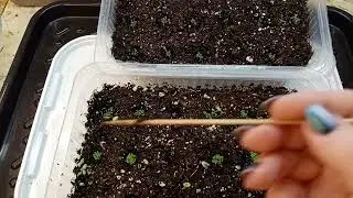 🌺Дружные всходы лобелии и маргариток.🌺Проверка семян перца на всхожесть.😊