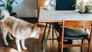 comfortable music that you want to play in your room♪| playlist