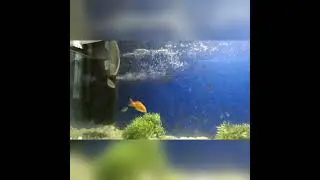 Piranhas for sale in India