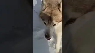 Друг 