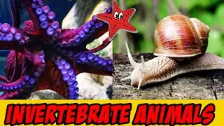 Invertebrate Animals||Learn Names And Sounds Of Invertebrates Animals For children