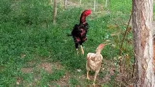 ВАКСИНАНИ ТУ́ГРИ КУ́ЛЛАШ