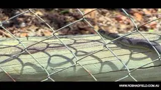 Tree Snake In Wamuran