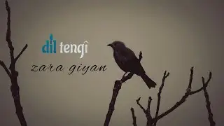 Dil Tengî - Zara Giyan