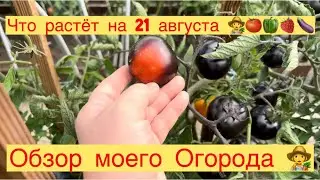 ОБЗОР МОЕГО ОГОРОДА 👩‍🌾 ЧТО РАСТЁТ НА 21 августа 👩‍🌾🍅🍓🍆