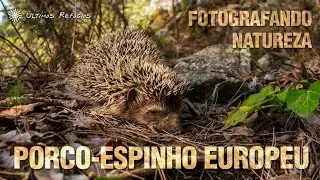 Fotografando PORCO-ESPINHO europeu em floresta na Sicília, Itália!