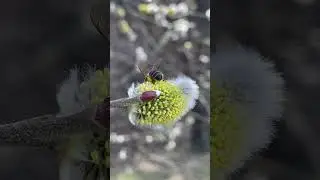 Весна #краса #природаукраїни #мир