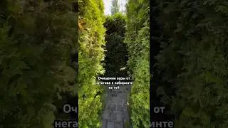 Очищение ауры от негатива в лабиринте из туй (смотреть со звуком)