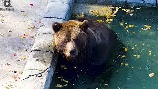 Ну вот кто тебе разрешал целовать меня в носик?🐻🦋/Bear Mansur