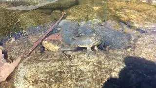 Yellow-Legged Frog walkaround view