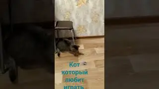 Мурзик игрун