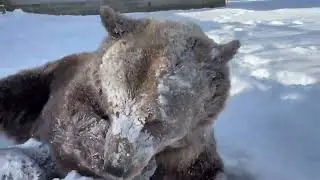 Male syrian brown bear vs female kodiak bear! (Read description)