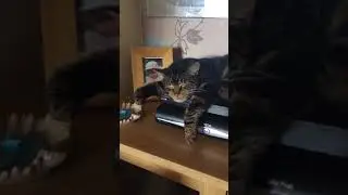 Un chat tombe de la table en dormant