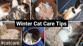 Winter Care For Persian Cats | Winter's Main Cats Ki Care Kese Kare | Persian Cat Ko Kya Khilaye