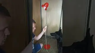 Как научить собаку включать лампу