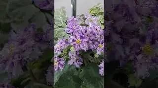 Фиалка DIL- Солнечная Пальмира #цветы #garden #plants