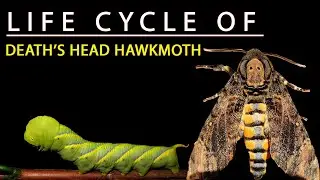 LIFE CYCLE OF DEATH'S HEAD HAWK MOTH 🦋 | Acherontia styx |
