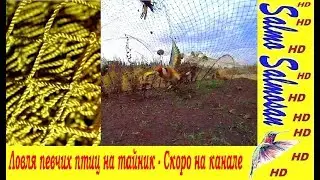 Ловля певчих птиц на тайник - Скоро на канале