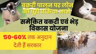 बकरी पालन सरकारी लोनयोजना 2024 I Goat Farming Government subsidy scheme I #goatfarming #schemes