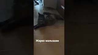 hot Kids #шортс #animals #животные #тикток #tiktok #instagram #рек #топ #dog #cat #shorts #рекоменда