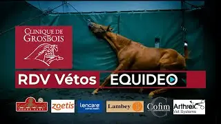 Rdv Vétos : Castration d'un étalon avec Ariane future chirurgienne
