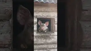 Так хочется Жить!!! #music #cover #piggy #pig #live