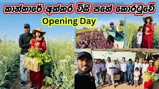කාන්තාරයක් මැද නුවරඑළියක් බලන්න ආපූ ජන ගංගාව🇱🇰🥕🥬| Bio Farm tour |Organic farming in Ras Al-khaimah