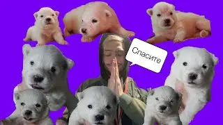 10 САМОЕДОВ ДОМА

#самоед