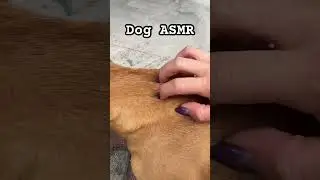 DOG ASMR                                               #patiasmr #asmr #dogasmr #asmrdog #asmrsound