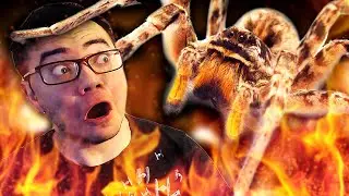 THESE ARE THE WORST SPIDERS IMAGINABLE!