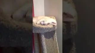 Наша буся мило спит !