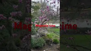 Magnolia time