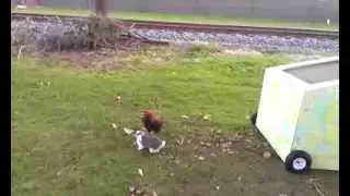 Chicken Humps Bunny Again