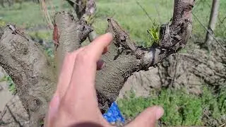 Как восстановить старое дерево 🌳?