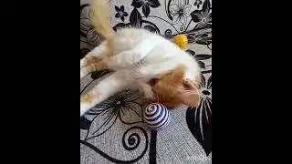 Милота у Рыжего кота!!!!