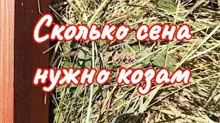 Сколько сена запасти козам?
