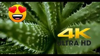 Aloe plant super cinematic macro - 4k video uhd