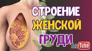 ЖЕНСКАЯ ГРУДЬ. Строение МОЛОЧНЫХ ЖЕЛЕЗ