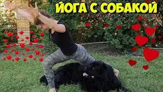 Йога с собакой Фитнес для собак и их двуногих друзей