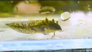 Личинка тритона это не аксолотль