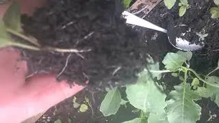КАПУСТА БРОККОЛИ. ВЫСАЖИВАЕМ РАССАДУ В ОТКРЫТЫЙ ГРУНТ