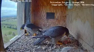 Mom Diamond came back and didn't let Xavier warm the chick/Ксавье только присел Даймонд вернулась